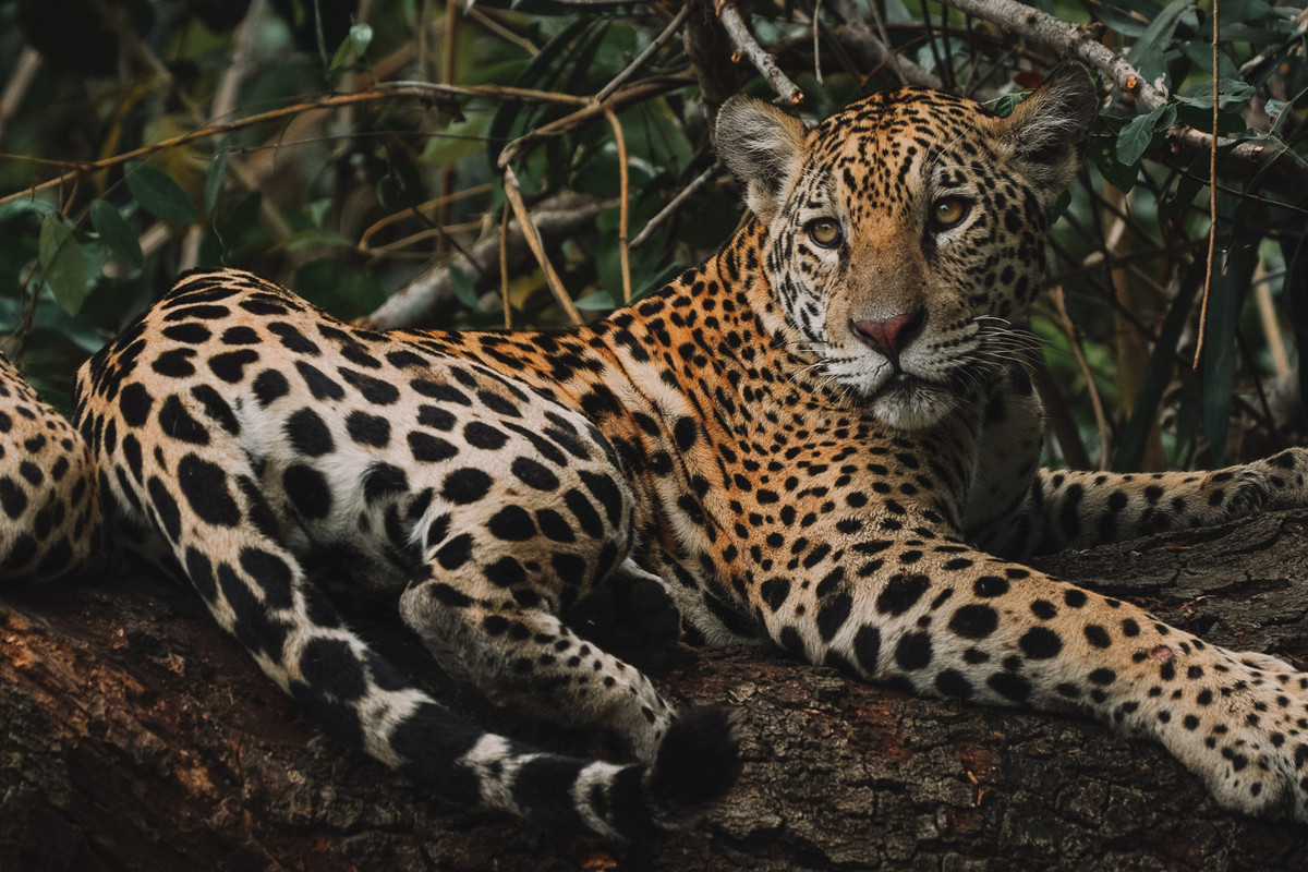 Pantanal Selvagem