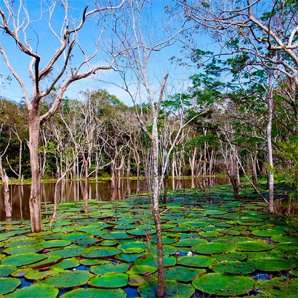 Diversidade de Biomas